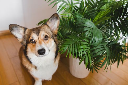 7 Tanaman Hias yang Aman untuk Anjing Peliharaan