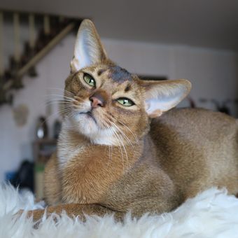 Kucing Abyssinian