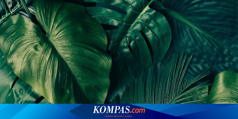 Tumbuhan yang mampu hidup di daerah yang memiliki curah hujan yang sangat rendah dan intensitas panas matahari sangat tinggi adalah
