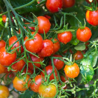 Ilustrasi tanaman tomat ceri.