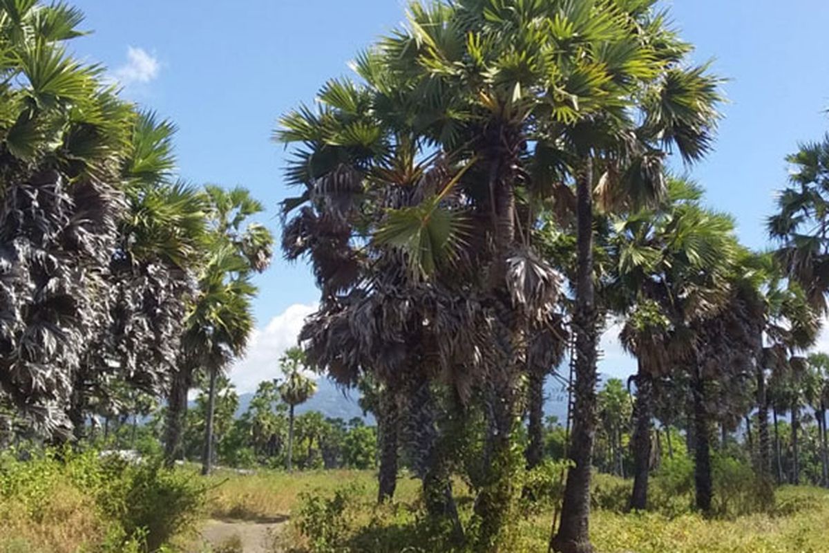 Dua kali sehari para petani di Sikka, Flores, memanjat pohon lontar untuk mengiris dan menampung tetesan-tetesan air lontar. Nira atau moke putih itulah yang selanjutnya dimasak dan disuling untuk menjadi moke.