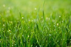 Manfaat Air Rendaman Rumput sebagai Pupuk dan Cara Membuatnya