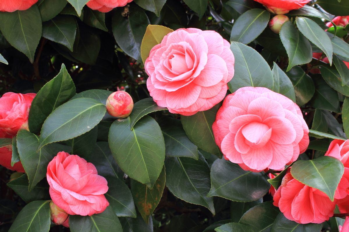 Ilustrasi bunga camelia.