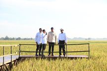Serapan Beras Bulog Januari–Mei 2025 Jadi yang Tertinggi dalam 57 Tahun