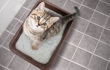 Seberapa Sering Kucing Buang Air Besar dalam Sehari?
