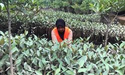 BRGM Bantu Cetak Generasi Unggul Melalui Magang Bersertifikat “Sobat Muda Gambut – Mangrove Tahun 2023”
