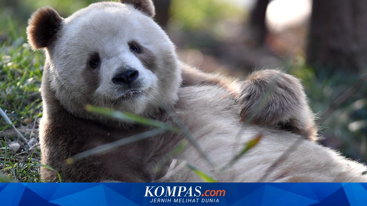 Inilah Qi Zai, Panda Langka Berbulu Coklat di China