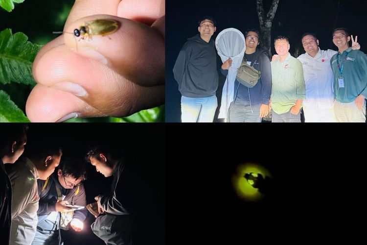 Kebun Raya Bali menemukan dua kelompok kunang-kunang dalam kegiatan eksplorasi pada Desember 2025.