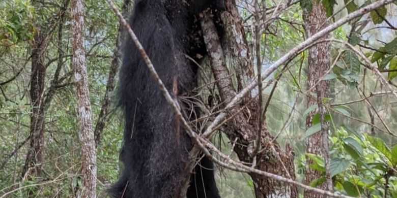 Seekor lutung jawa yang ditemukan tewas tergantung di hutan Dusun Perinci, Kecamatan Dau, Kabupaten Malang