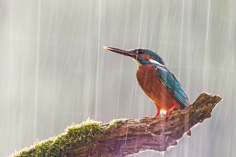 Ilustrasi burung bertengger di dahan pohon saat hujan.