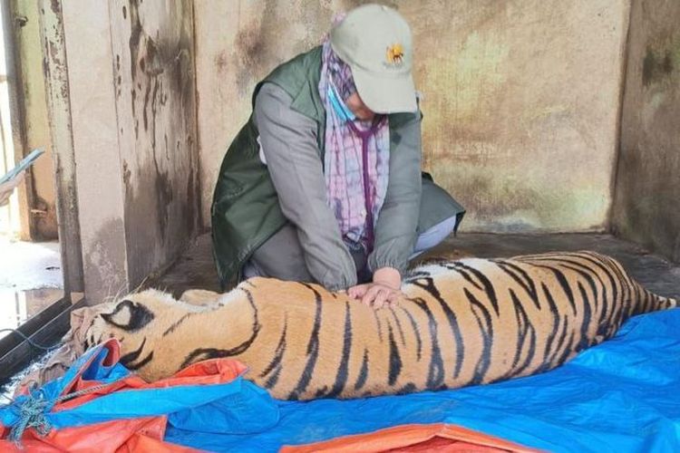 Seorang dokter hewan sedang berusaha memberi bantuan CPR kepada salah satu harimau di kebun binatang Medan. Harimau ini adalah satu dari tiga yang mati dalam dua bulan terakhir.
