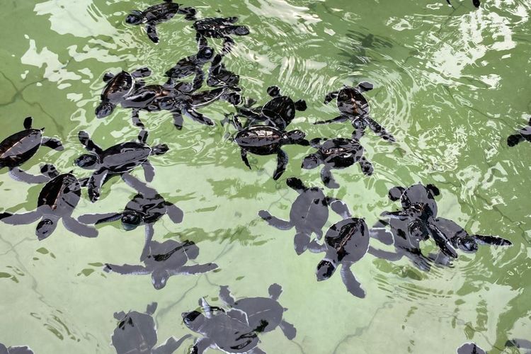 Anak penyu di penangkaran Pulau Sangalaki, Kalimantan Timur, Rabu (25/6/2025). 