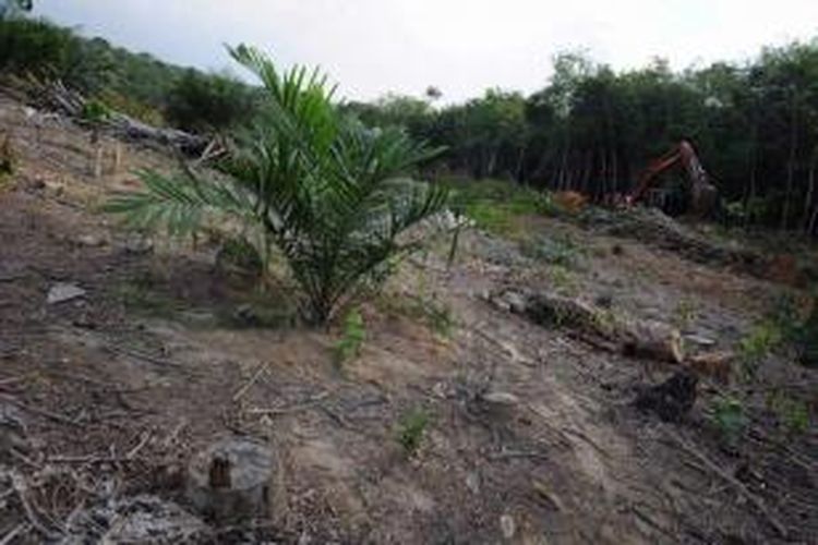 Area perkebunan kelapa sawit yang baru di dekat habitat orangutan sumatera yang terancam di Kabupaten Langkat, Sumatera Utara, 10 April 2013. Pertambangan , perkebunan kelapa sawit dan perusahaan kertas, menempatkan orangutan  pada risiko yang lebih besar.