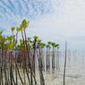 Luhut: Perkembangan Rehabilitasi Mangrove Dipantau selama Sepekan Ini