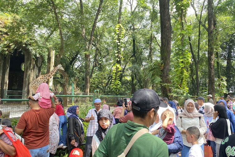 Gajah dan Jerapah Jadi Primadona Pengunjung Ragunan, Area Kandang Dipadati Anak-anak