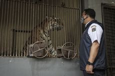 Pengelola Ragunan Belum Tahu Awal Mula Penularan Dua Harimau hingga Terinfeksi Covid-19