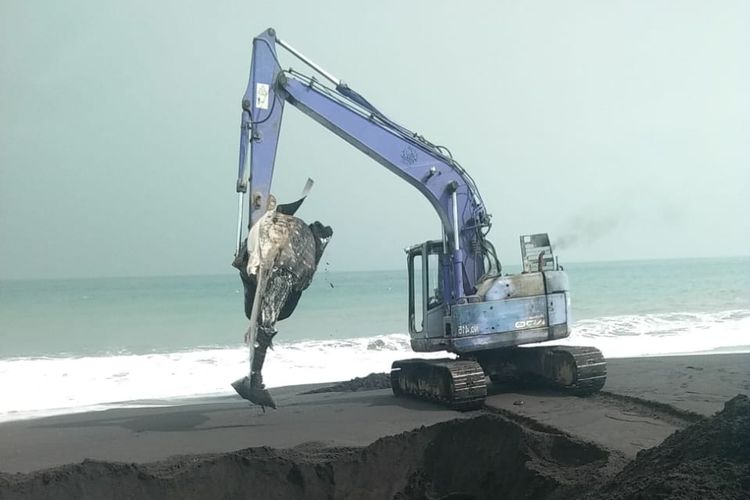 Proses penguburan hiu tutul yang terdampar di Pantai Selok Anyar Lumajang