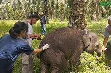 Capybara dan Kanguru Pohon Nemena Jadi Penghuni Baru Jatim Park 2