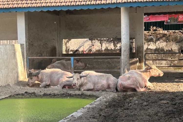 Dua Kebo Bule Berahi Jelang Kirab Malam 1 Suro di Keraton Solo, Pawang Gelar Latihan Lagi