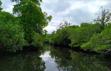 Hutan mangrove di Pulau Kaledupa, Kabupaten Wakatobi dilindungi dengan aturan adat agar tetap terjaga kelestariannya. 
