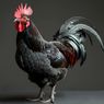 Makna Ayam Berkokok Dalam Islam lengkap dengan Dalilnya
