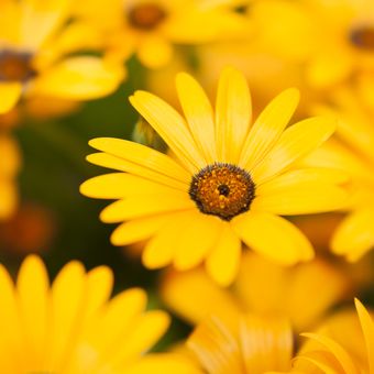 Ilustrasi bunga daisy kuning. 