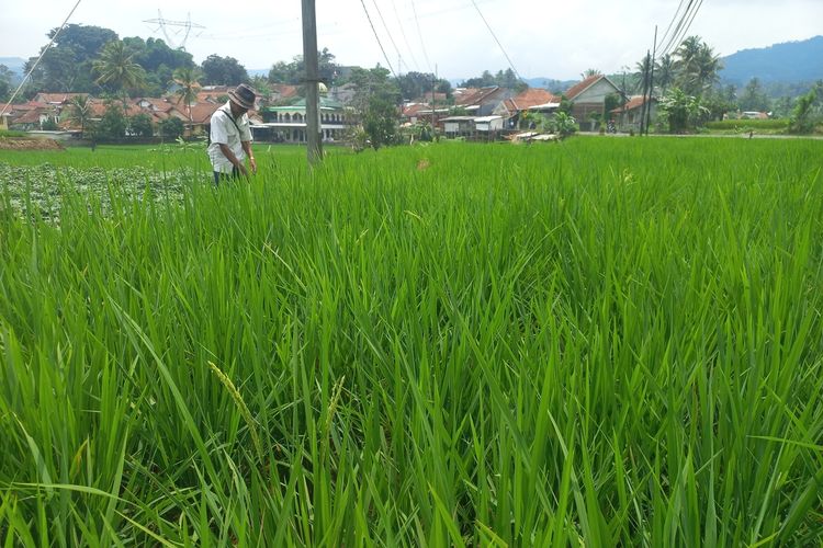 Buruh tani padi di Sumedang tengah melakukan pemeliharaan tanaman padi di wilayah Sumedang kota, Jabar, Selasa (5/3/2024). KOMPAS.com/AAM AMINULLAH