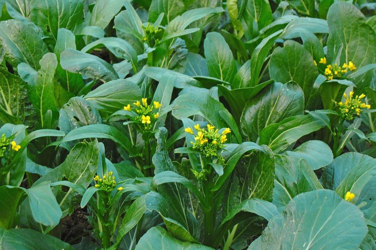 Ilustrasi menanam caisim, budidaya caisim. 