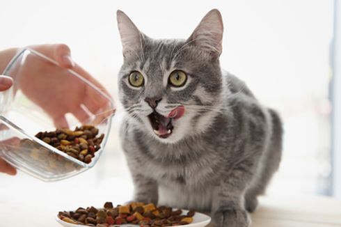 Hal yang Harus Diperhatikan Sebelum Memberi Makan Kucing