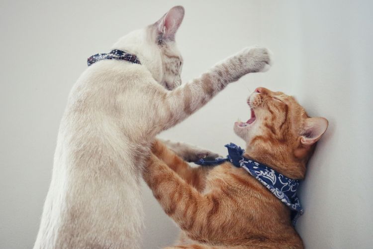Ilustrasi kucing berkelahi