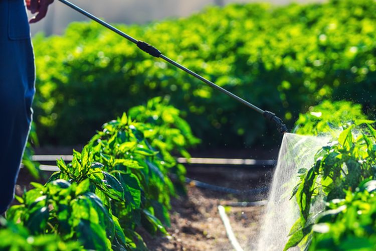 Ilustrasi menyemprotkan pestisida pada tanaman dengan hand sprayer. 