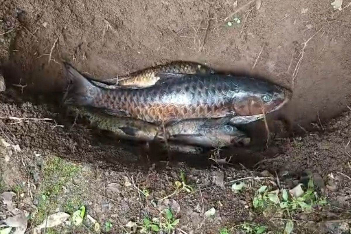 sejumlah ekor Ikan Dewa yang berada di salah satu objek wisata di Kecamatan Cigugur Kabupaten Kuningan Jawa Barat mati mendadak, sejak Rabu hingga Senin (2/2/2026) siang. Fenomena kematian ikan secara mendadakiini menjadi perhatian banyak pihak termasuk Bupati Kabupaten Kuningan, Dian Rachmat Yanuar yang meminta penanganan cepat dari dinas terkait.