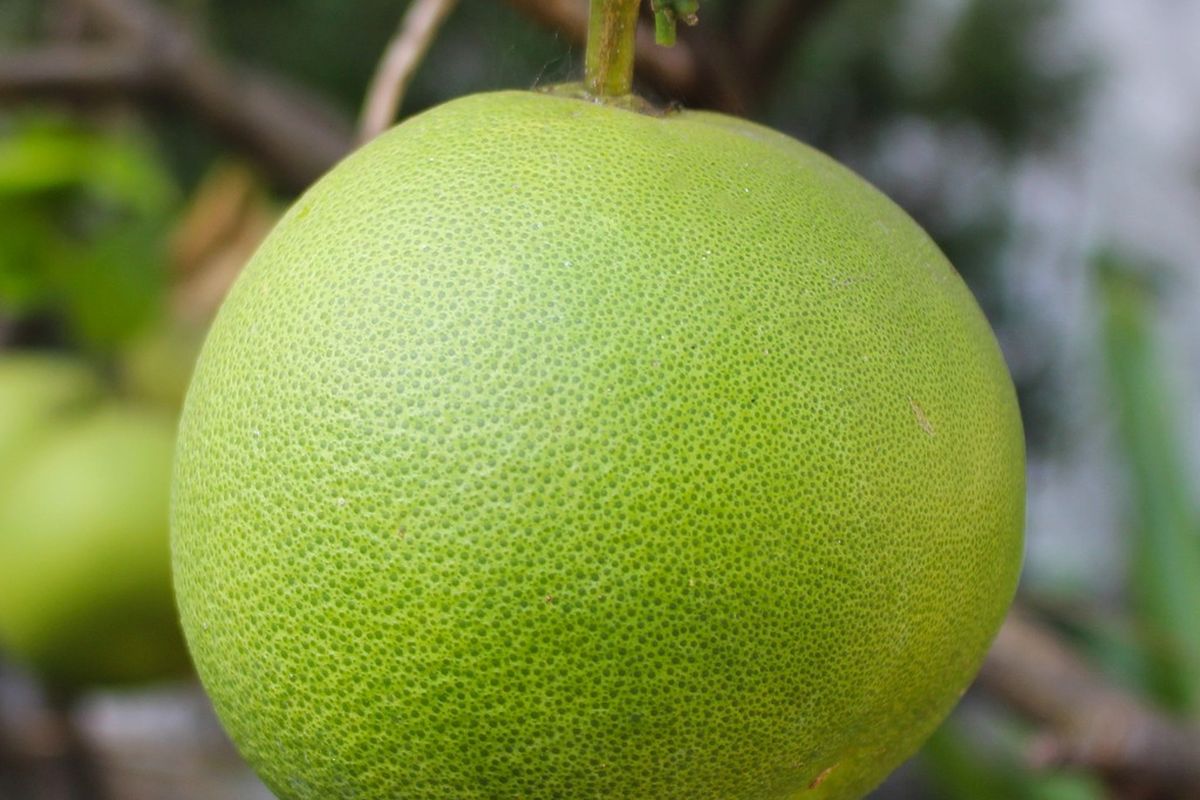 Ilustrasi jeruk bali. 