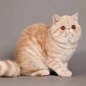 Ilustrasi kucing exotic shorthair.