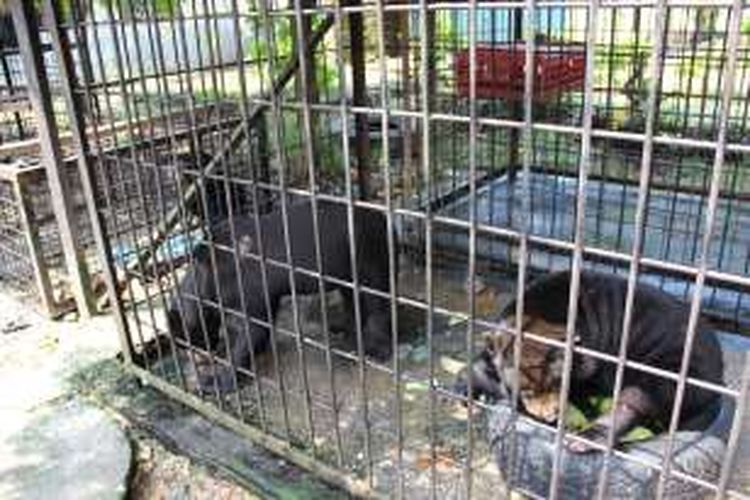 Beruang madu yang diselamatkan BBKSDA Riau 