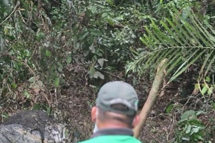 Taman Nasional Tesso Nilo Klarifikasi Informasi Medsos soal Lokasi Kematian 9 Gajah Sumatera