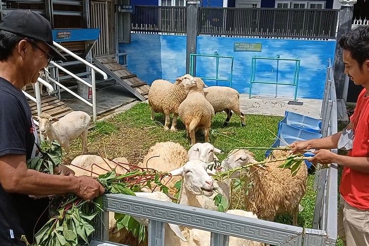 Pemilik Arjuna Farm memberi pakan ternak domba Merino. Di tempat ini seperti biasa menjual hewan untuk qurban. Saat ini tidak ada di kandang untuk mencegah penularan PMK.