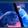 Beruang Sirkus Serang Wanita Hamil di Tengah Pertunjukan yang Ditonton Anak-anak