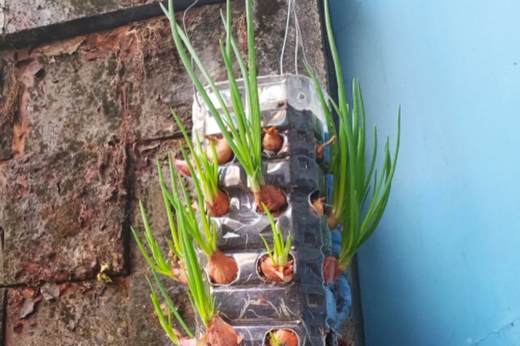 Ilustrasi budidaya bawang merah di botol bekas