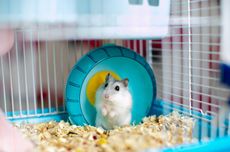 5 Ras Hamster Paling Populer Dipelihara