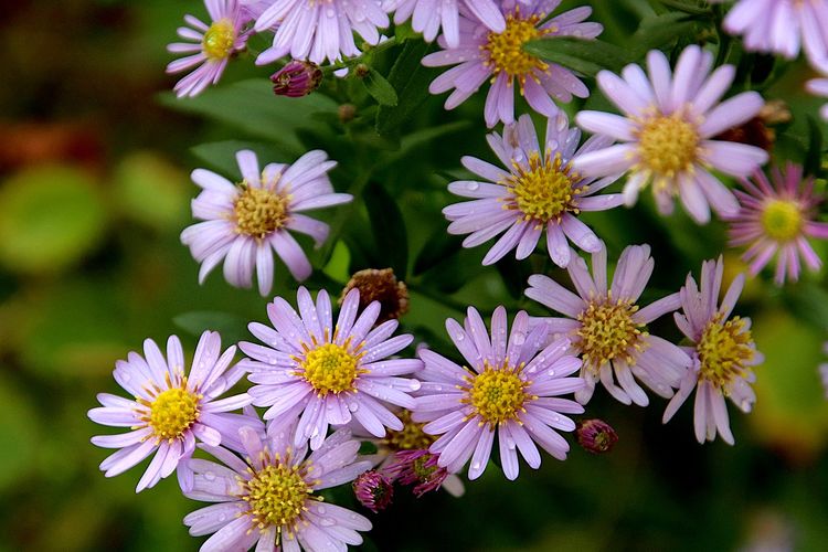 Ilustrasi bunga aster.