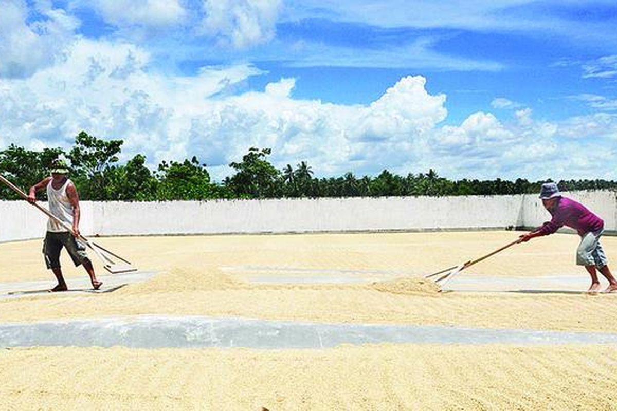 Petani di Desa Hutuo, Kecamatan Limboto, Kabupaten Gorontalo, Provinsi Gorontalo, menjemur gabah hasil panen mereka, Selasa (8/2). Hasil panen padi di desa tersebut menurun akibat tidak menentunya cuaca akhir-akhir ini.