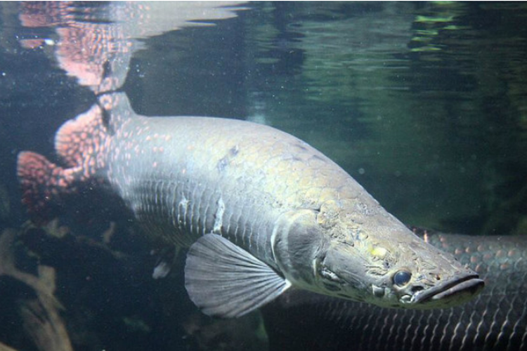 Ikan Arapaima gigas. Ikan raksasa asal Sungai Amazon, Amerika.