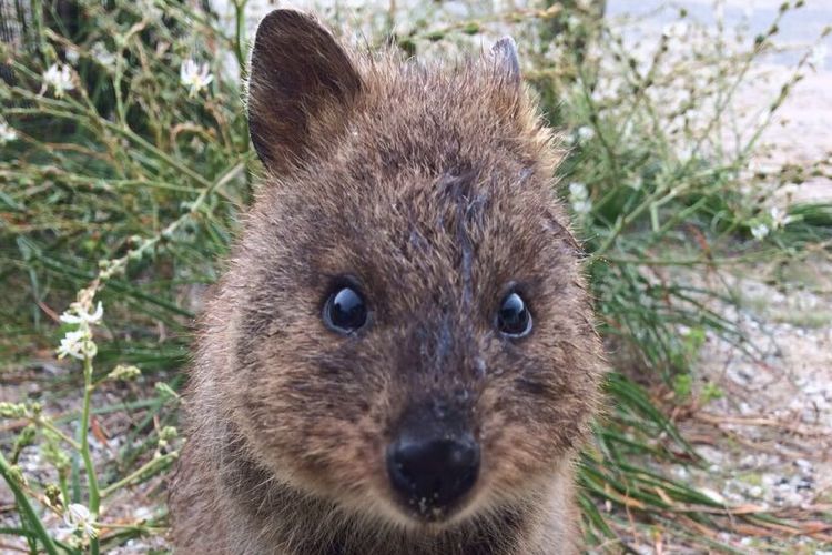 Quokka, salah satu binatang endemik yang hanya bisa ditemukan di pulau Rottnest, Australia Barat, Senin (11/9/2017)