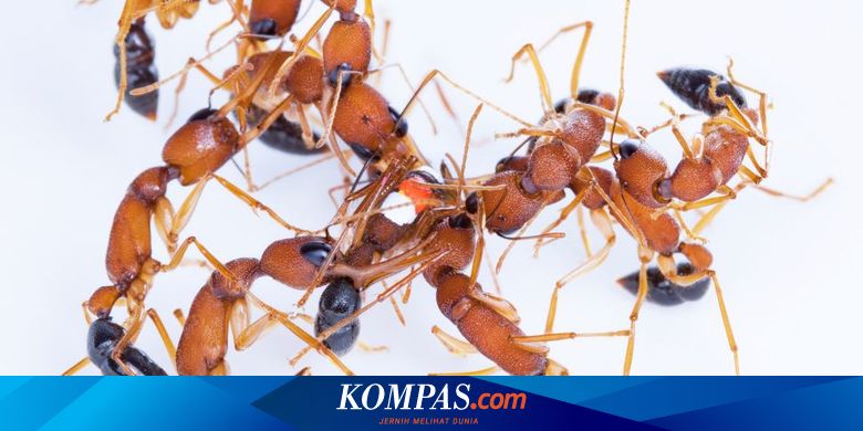 Untuk Jadi Ratu Semut Ini Kecilkan Otak Dan Besarkan Ovarium Halaman All Kompas Com Untuk Jadi Ratu Semut Ini Kecilkan Otak Dan Besarkan Ovarium Halaman All Kompas Com