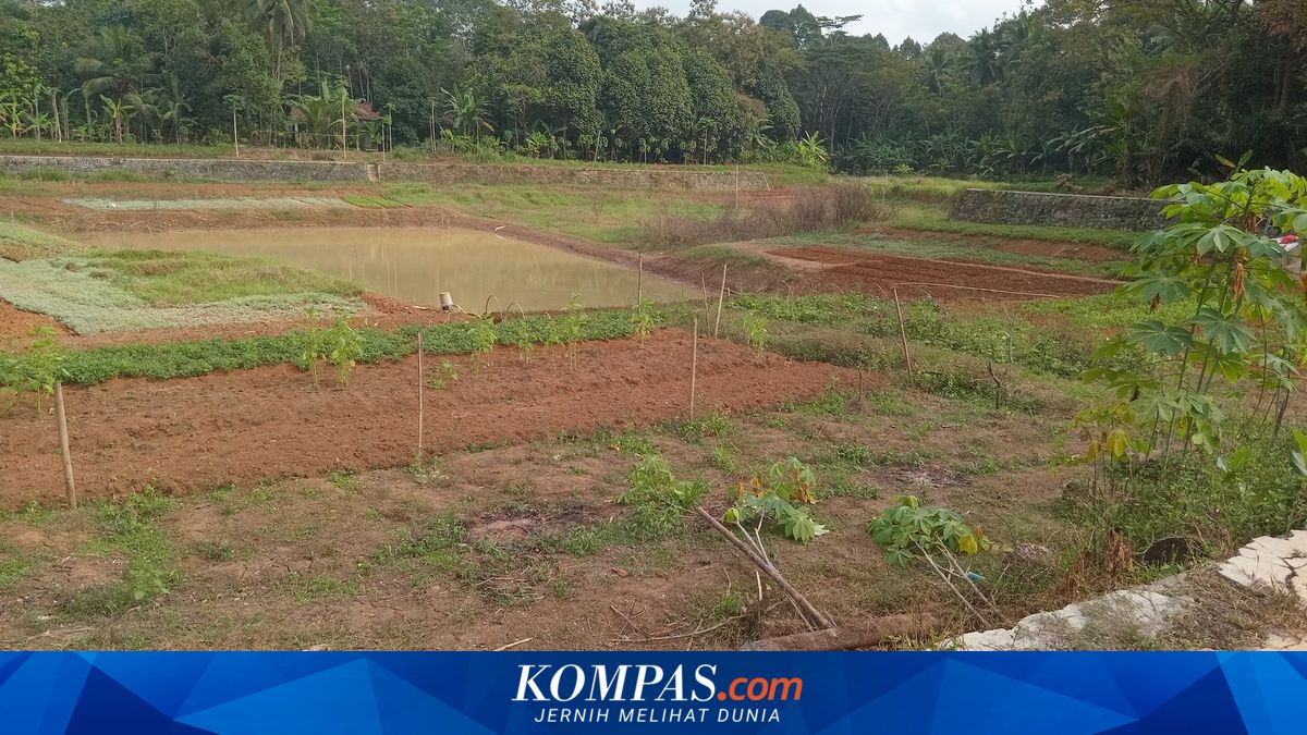 Kemarau di Ciamis, Air Embung Menyusut Drastis, Warga Kekurangan Air Bersih