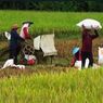 Kekhawatiran Petani Saat Harga Gabah Naik, tapi Harga Beras Pun Tinggi
