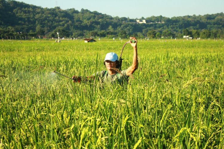 Ilustrasi petani sedang mengaplikasikan pestisida nabati pada tanaman padi