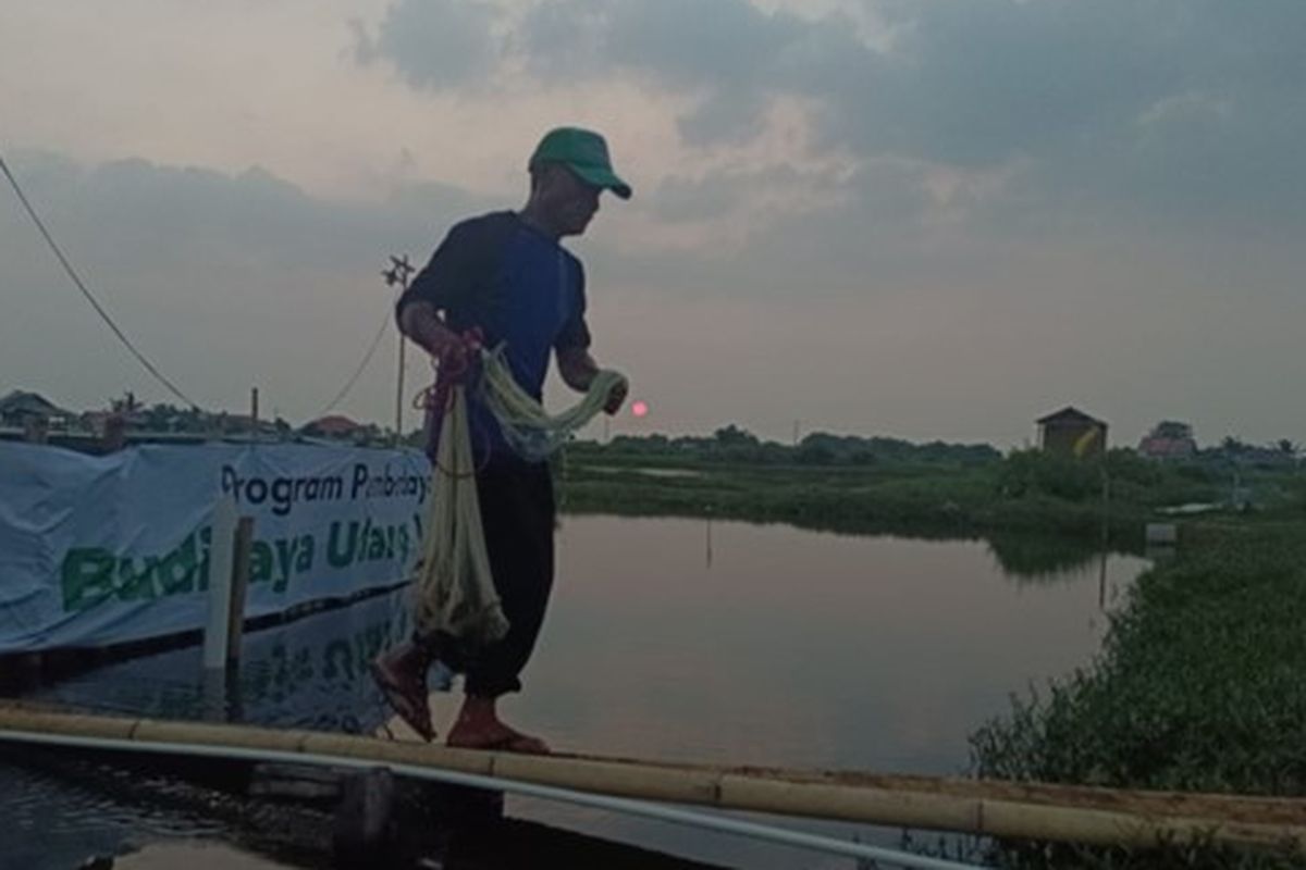 Petambak binaan program pemberdayaan ekonomi Dompet Dhuafa Budidaya Udang Vaname di Banten tengah menikmati fase panen udang di tambaknya pada Rabu (5/6/2024). Di pekan pertama dan kedua Juni menjadi puncak panen dari program budidaya tersebut.