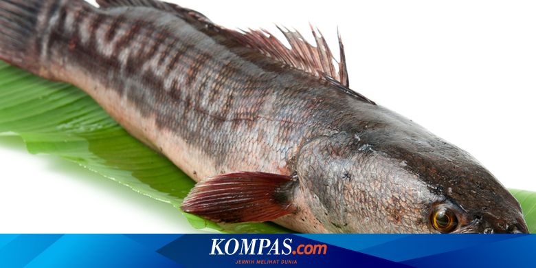 Dosen Unair: 2 Manfaat Makan Ikan Gabus